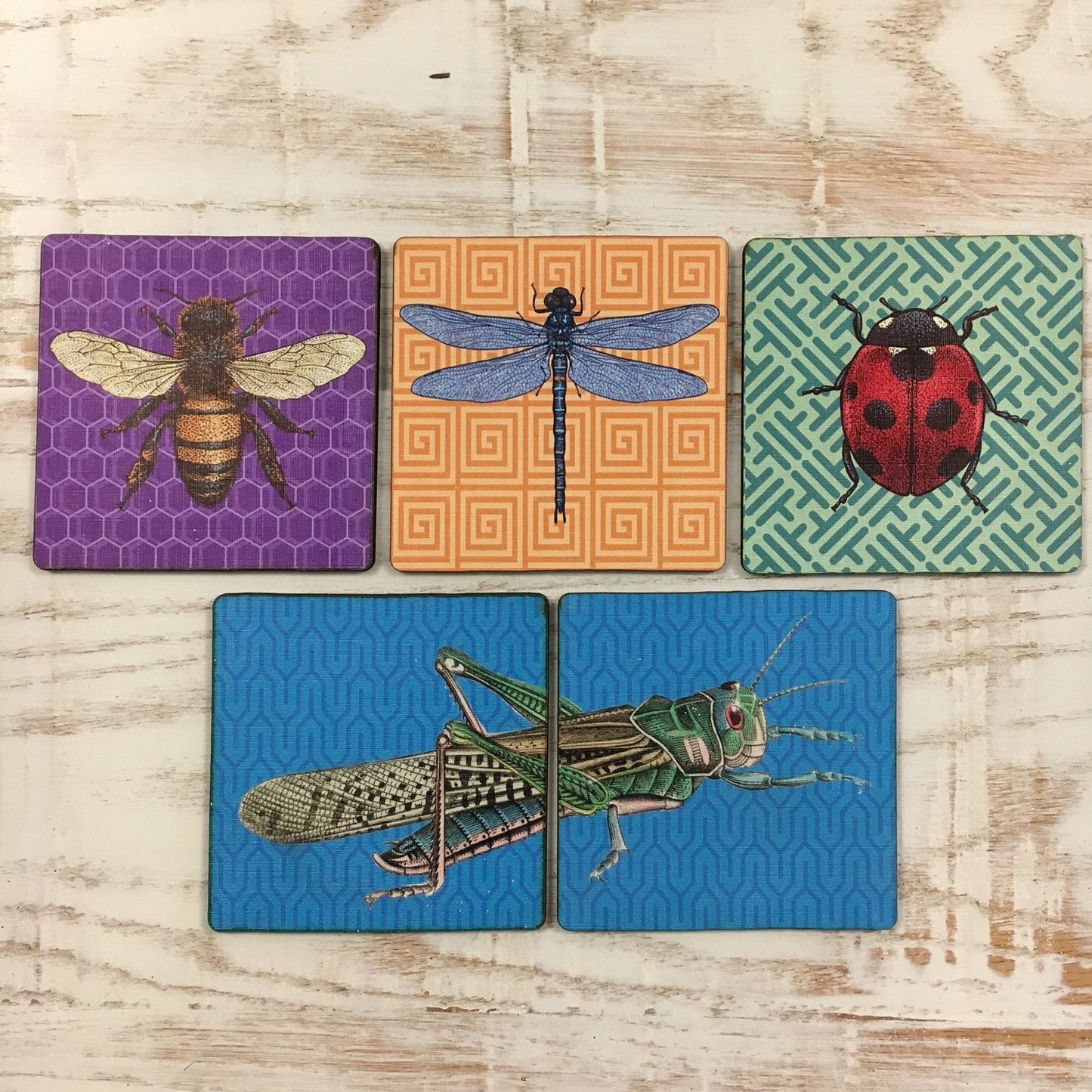 Lot de 5 sous-verres INSECTES